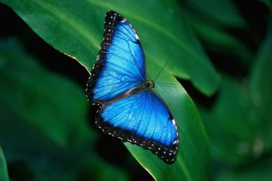 Blue Butterfly Wallpapers Wallpapers Cave