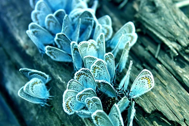 Blue Butterfly Wallpapers HD