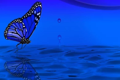 Blue Butterfly Wallpapers   (