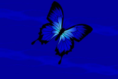 Butterfly Wallpapers Hd: Blue Butterfly Wallpapers