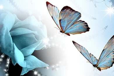 Wallpapers Butterflies Rose And Abstract Blue Butterfly 1920x1080 ...