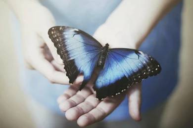 Blue Nature Insects Hands Butterflies Wallpapers