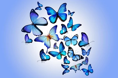Beautiful Blue Butterfly Wallpaper_other_health Questions,pictures ...