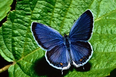 Blue Butterfly Wallpapers Hd Wallpapers