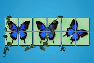 Butterfly Wallpapers Hd: Blue Butterfly Wallpapers