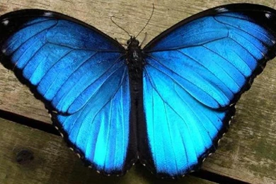 Beautiful Blue Butterfly Wallpapers   (