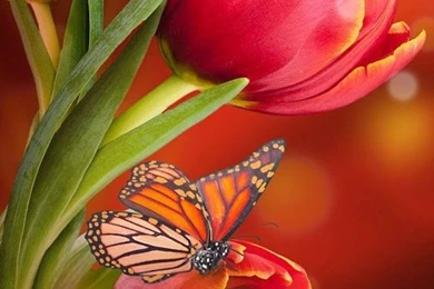 Flowers Live Wallpapers   Android Apps On Google Play