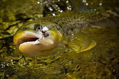 Fishing Backgrounds Desktop