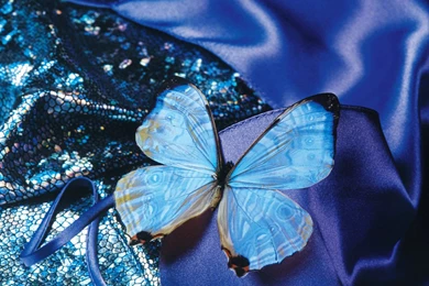 Blue Butterfly Art Photos