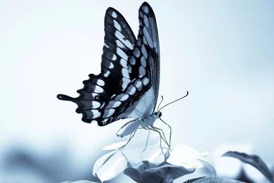 Blue Butterfly 1920x1200 Wallpapers – Animals Butterflies HD ...