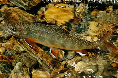 Fly Wallpapers Trout Fishing Streams