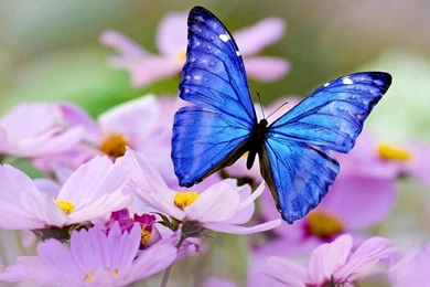 Blue Butterfly Wallpapers   (