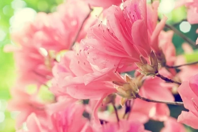 1024x1024 Mobile Phone Wallpapers Download   101   1024x1024 ...