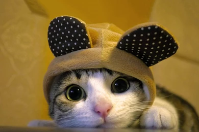 Cute Dressed Cat Wallpapers