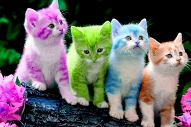 Cats Wallpapers Page 766: Family Love Animal Mother Mom Cub Wild ...