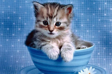 Cute Wallpapers Of Kittens   Wallpapers Zone