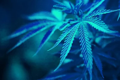 Marijuana Wallpapers [4]   (