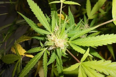 Medical Marijuana Wallpapers   Android Apps On Google Play