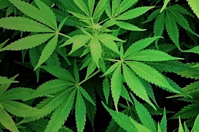 Weed Wallpapers For Galaxy S5.jpg