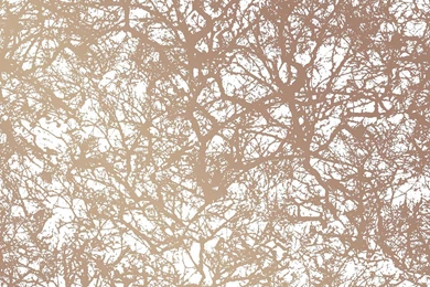 Tempaper Forest Temporary Wallpapers   Copper