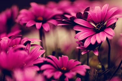 Wallpapers Godfather Fb Covers Flowers Fond Ecran Hd 2560x1440 ...