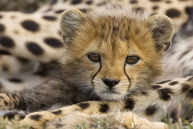 Cute Baby Cheetah Wallpapers
