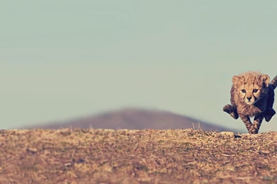 Cute Baby Animals Siberian Husky Wallpapers Hd