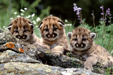 Baby Cheetah Cubs   Wallpaper.