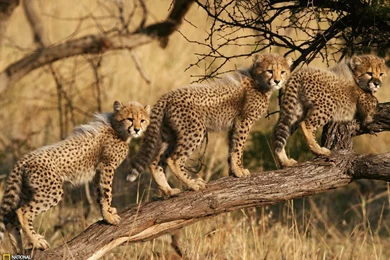 Cheetah Cubs Wallpapers   Wall4ever