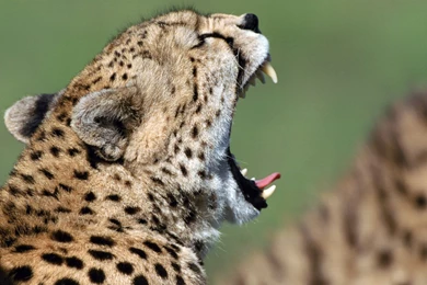 CUTE ANIMALS HD WALLPAPERS