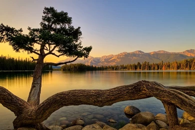 Natural Tree Wallpapers