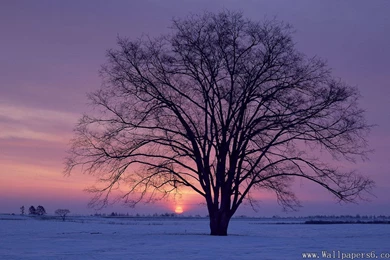 A Big Tree With Dusk Snow Scenery － Landscape Wallpapers   Free ...