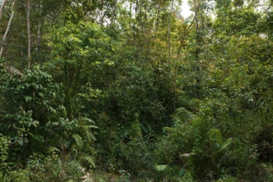 Jungle, Widescreen, Wallpaper, Scenery (