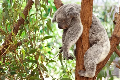 64 Koala HD Wallpapers