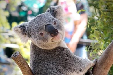 10+ Best HD Koala Wallpapers
