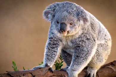10+ Best HD Koala Wallpapers
