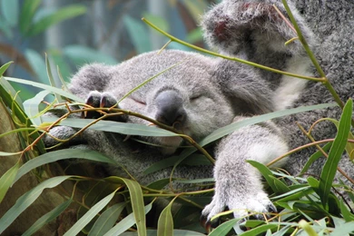 10+ Best HD Koala Wallpapers