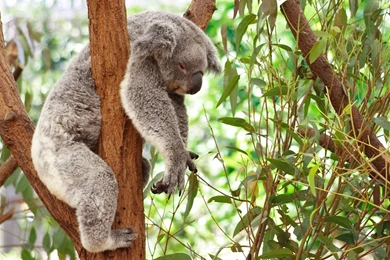 Koala Bear Wallpapers   Wallpapers Cave