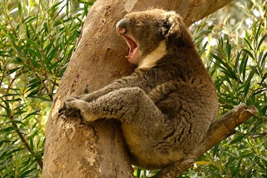 Koala HD Wallpapers