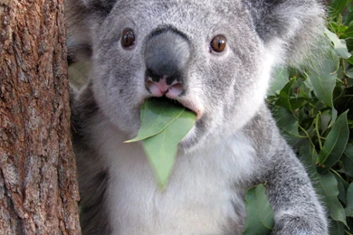 14 Quality Koala Wallpapers, Animals