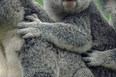 Australian Koala Galaxy S5 Wallpapers