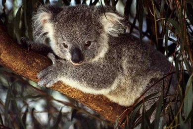 Koala Wallpapers   Pets Cute And Docile
