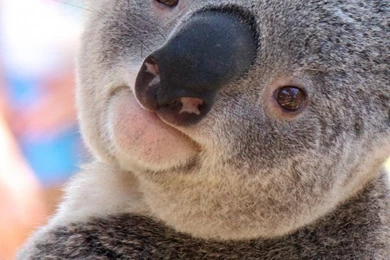 iPhone 6 Koala Wallpapers HD, Desktop Backgrounds 750x1334