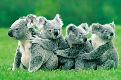 Animals Koalas Bears 1280x941 Wallpapers – Animals Bears HD Desktop ...