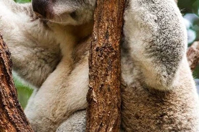 Sony Xperia Z1, ZL, Z, Samsung Galaxy S4, HTC One Koala Wallpapers ...