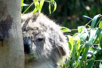 Cartoon Koala Bear Pics Wallpapers