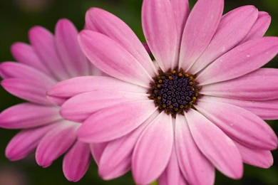 Pink Flower Wallpapers