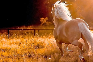 Best Horse HD Wallpapers,