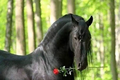 Horses: Beautiful Nature Horse Black Roses Free Desktop Wallpapers ...