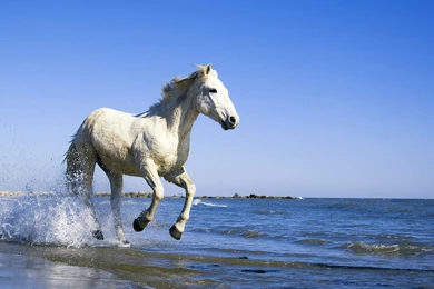 White Horses Wallpapers Photo   Kemecer.com
